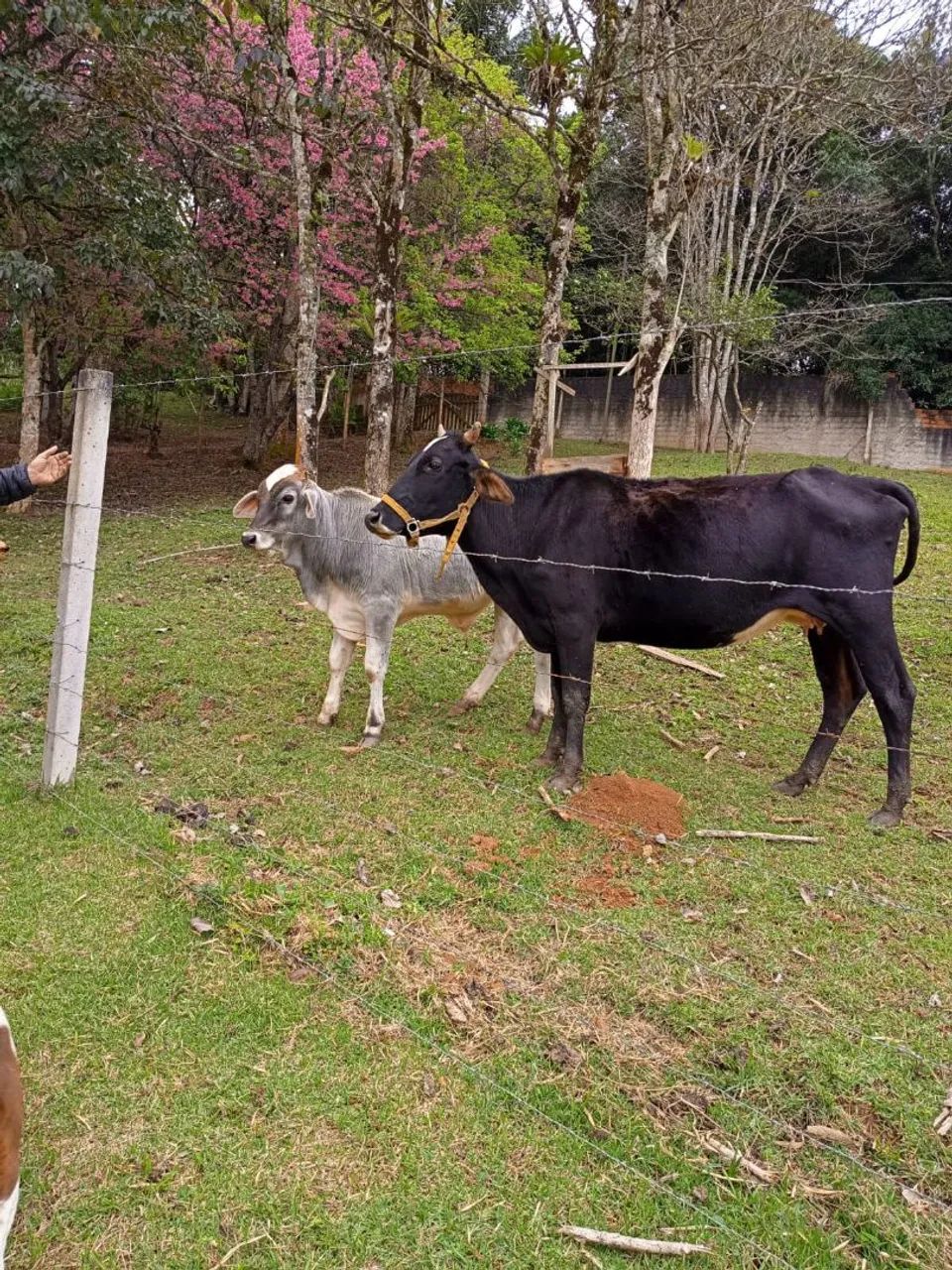 Vaca e bezerro