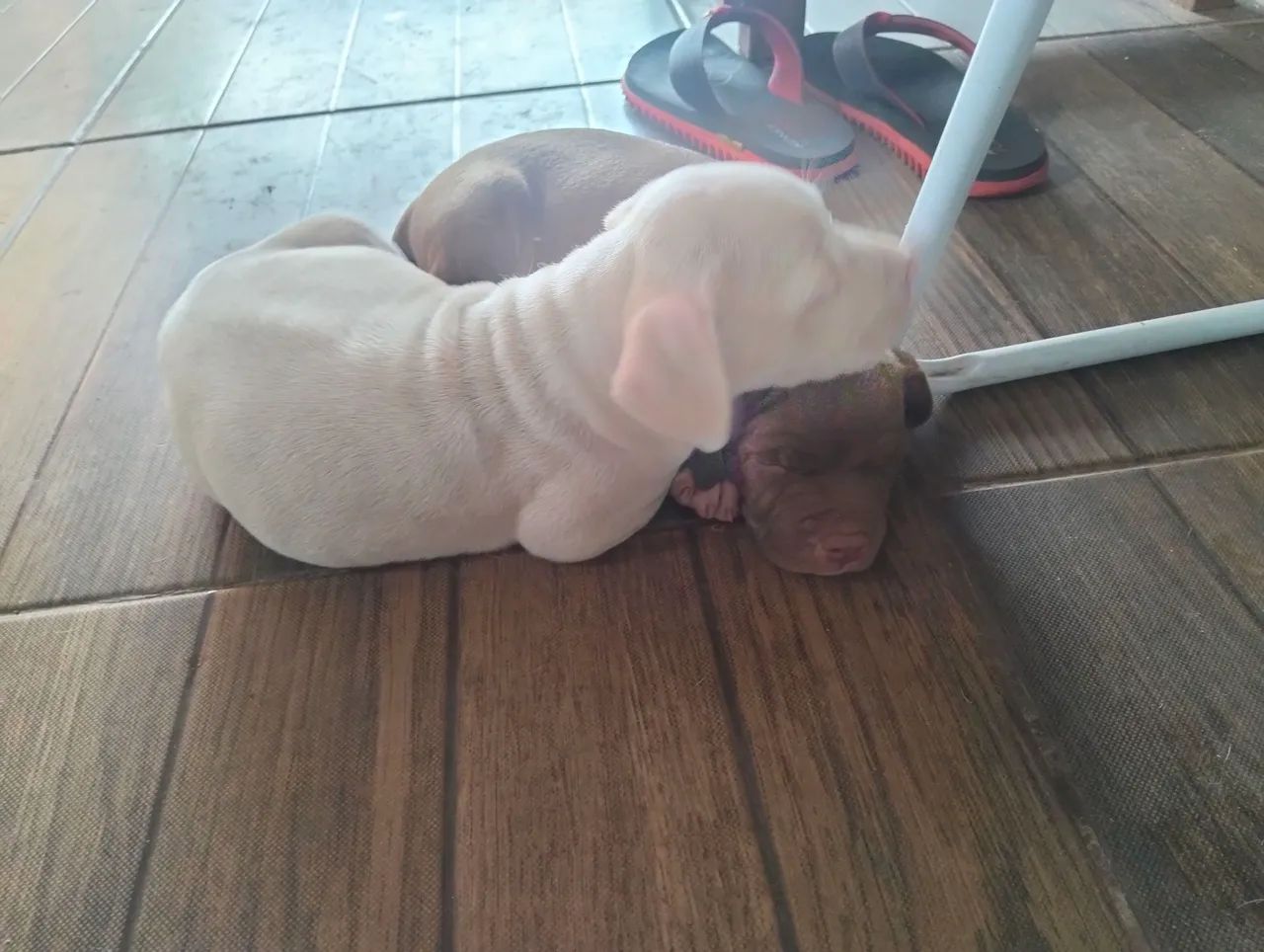 Vendo filhotes de Pitbull  - Foto 2