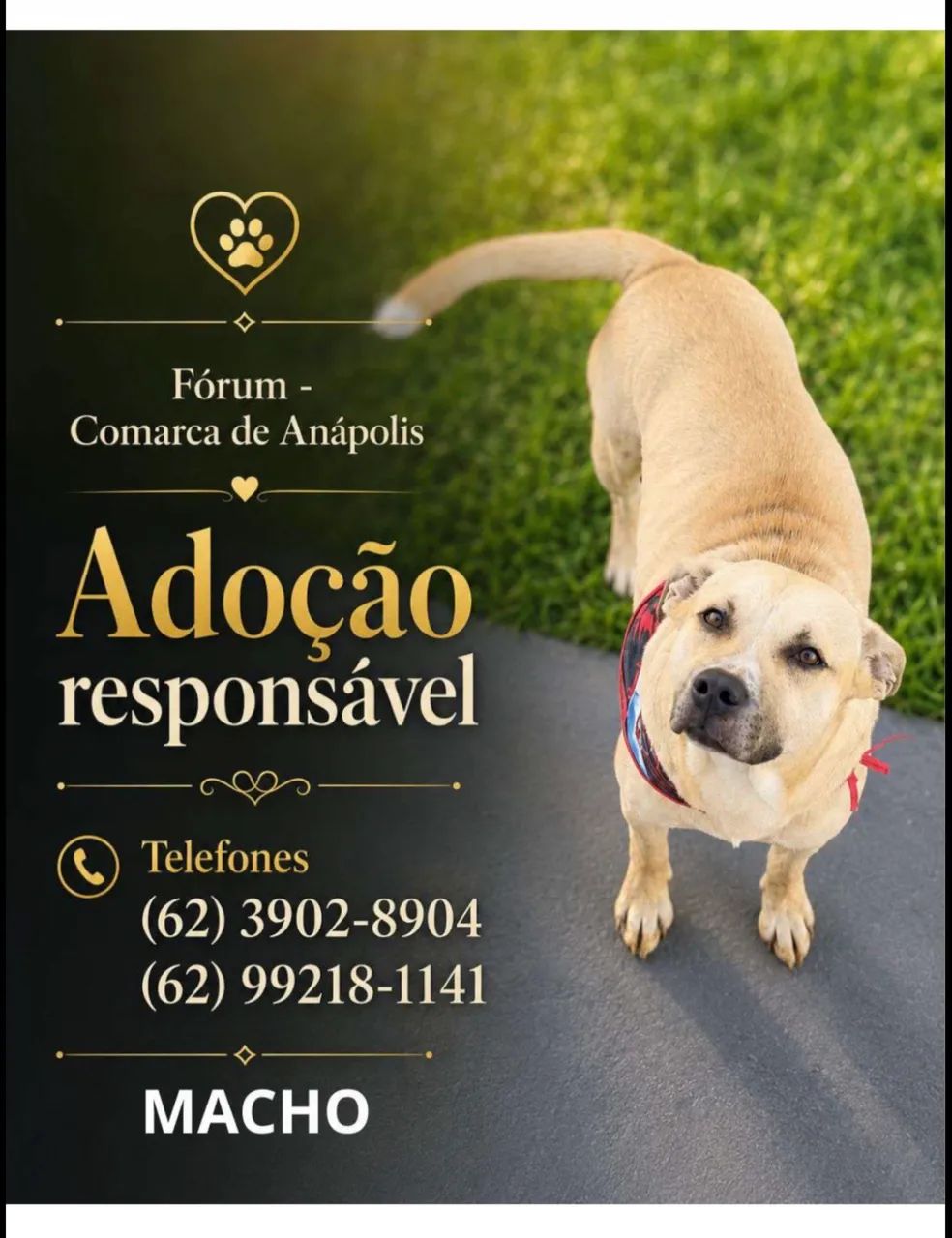 Adoção responsável 