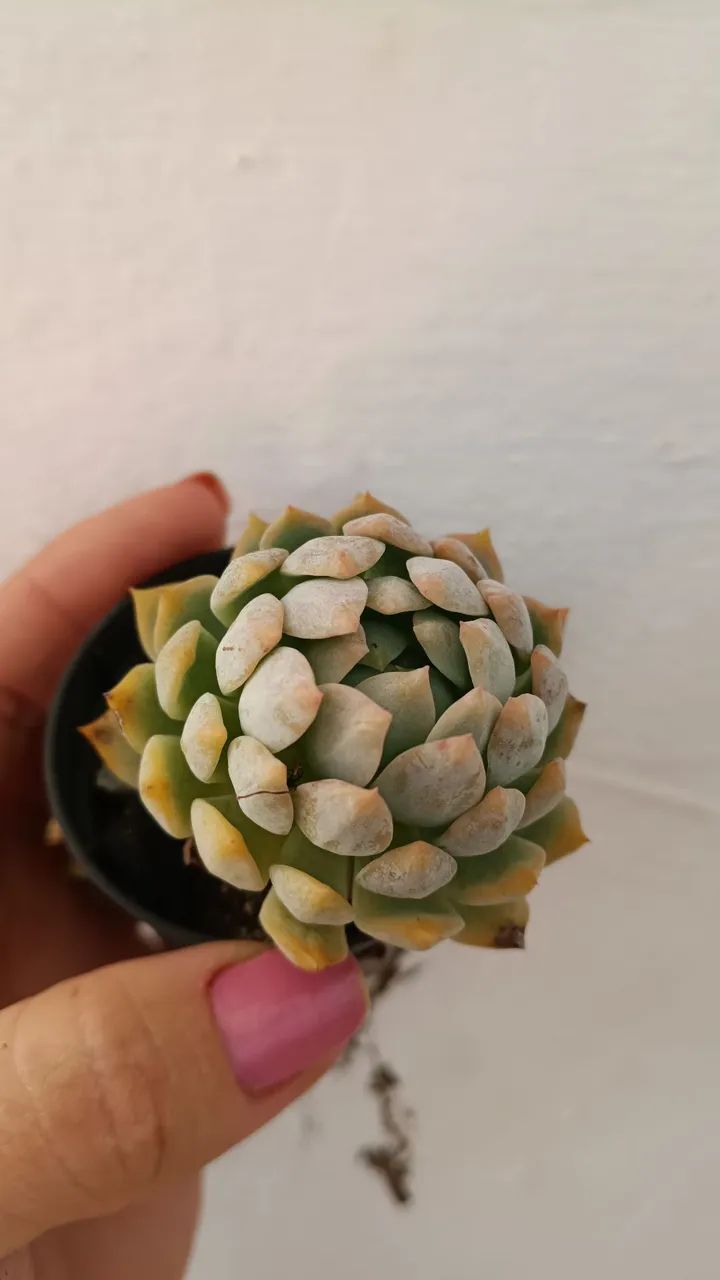 Suculentas  - Foto 2