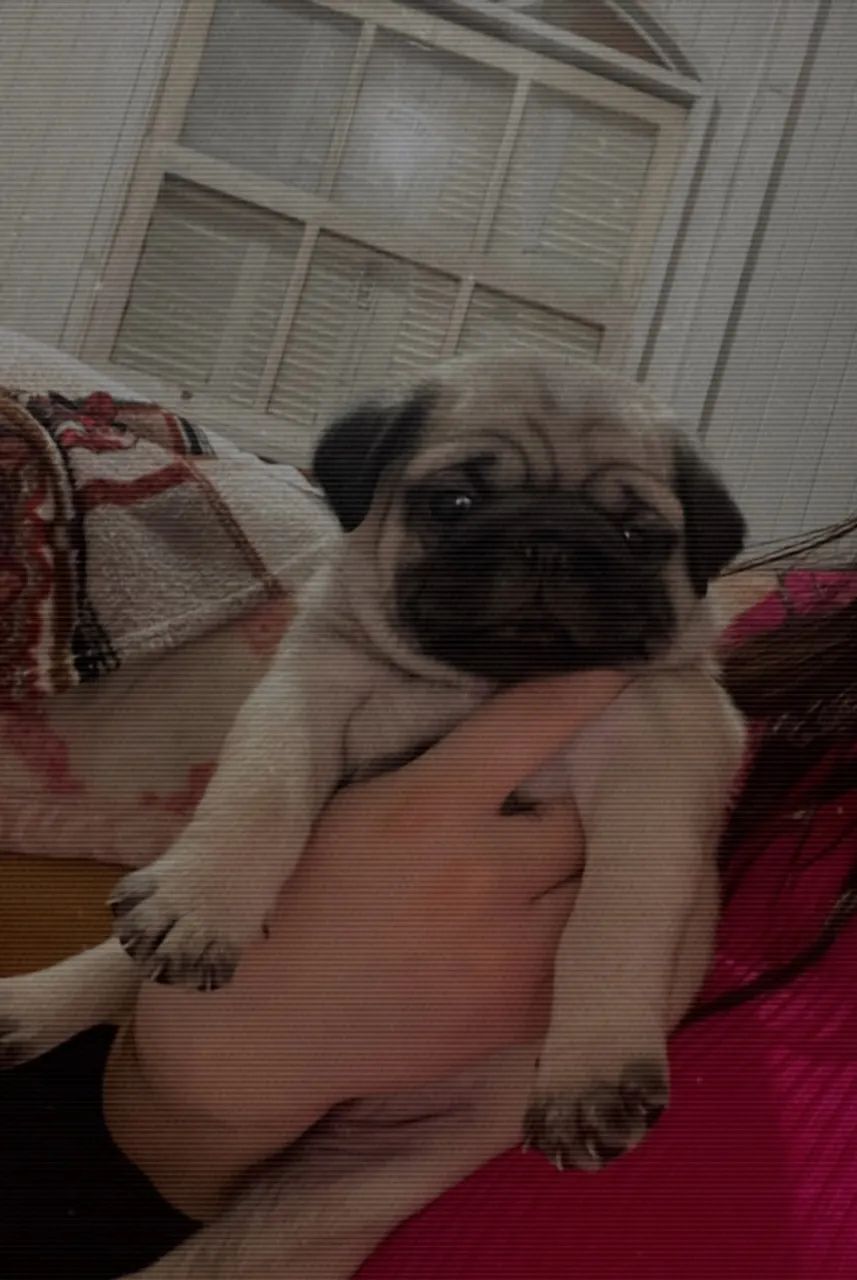 Pug