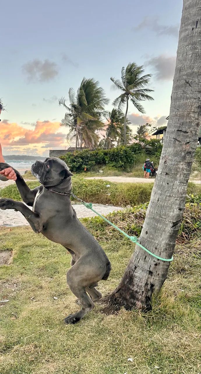 Cane Corso - Procuro uma namorada  - Foto 5