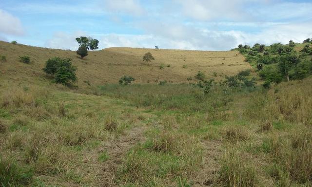 36 hectares na região pingo dagua - Foto 5