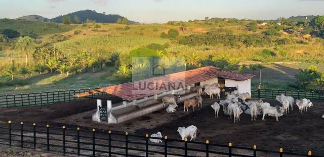 Fazenda em Bonança com 20 hectares (Cód.: 123que) - Foto 6