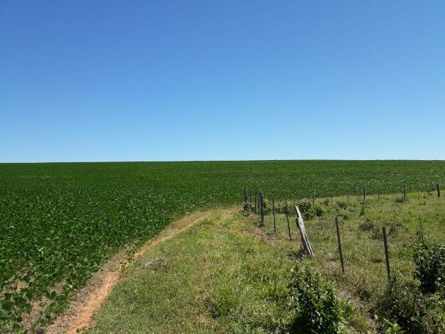 Fazenda c/ 620he, plantando em 200he, 240he em pastagens, Itiquira-MT - Foto 4
