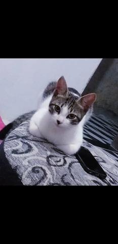 Gato para Doação - Foto 2