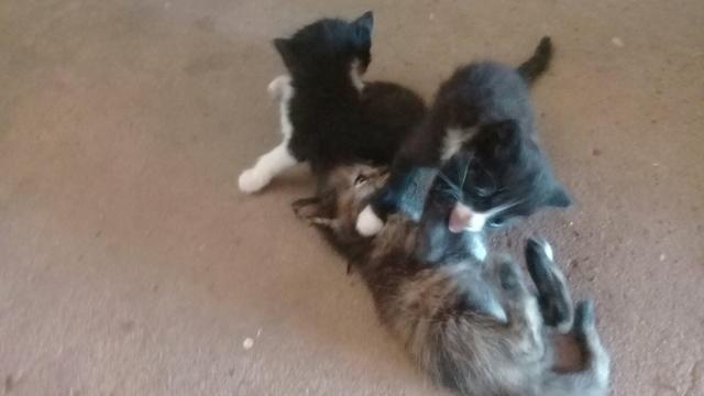 Doação de lindos gatinhos mestiços - Foto 4