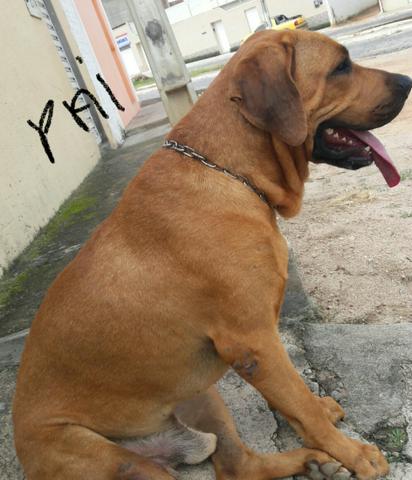 Vende-se filhotes - Foto 4