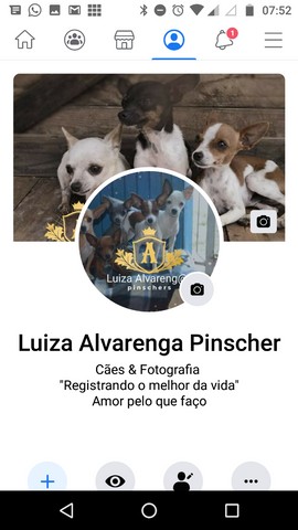Pinscher Miniatura