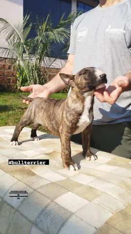 Filhote com 5 meses já caminha na guia sem puxar.  - Foto 3