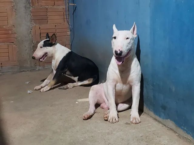 bull terrier top de lubnha - Foto 4
