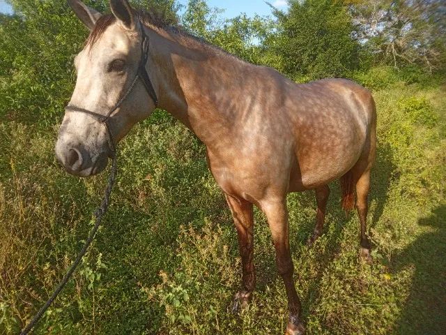 Cavalo manso de sela  - Foto 5