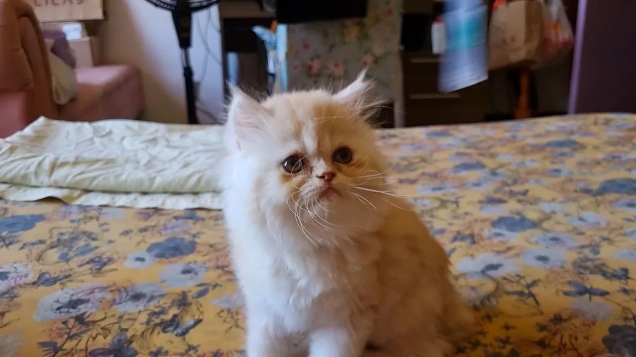 Gato Persa última fêmea em 12x 100 - Foto 3