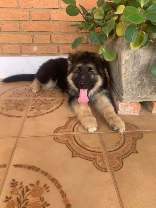 Pastor Alemão com pedigree  - Foto 4
