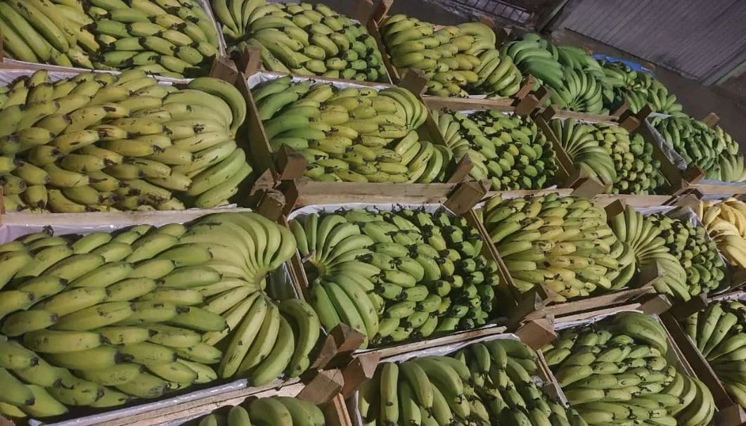 Banana Nanica e Prata - Foto 2