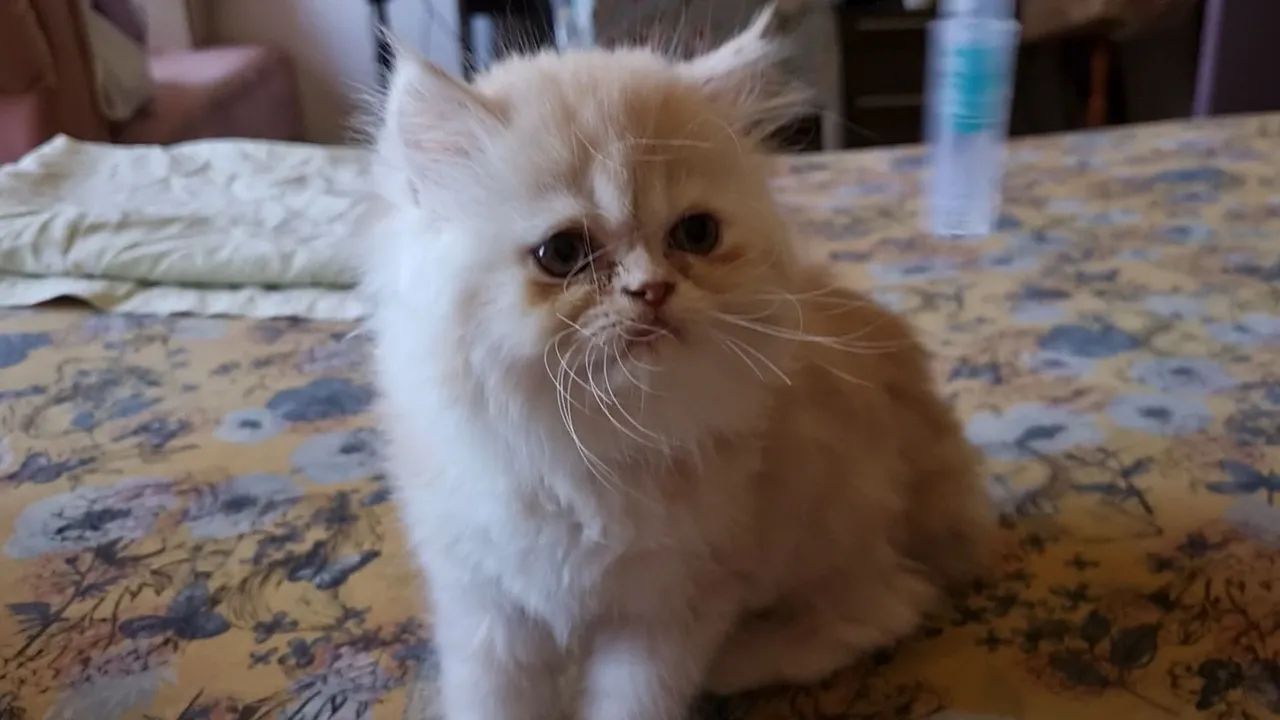 Gato Persa última fêmea em 12x 100 - Foto 4