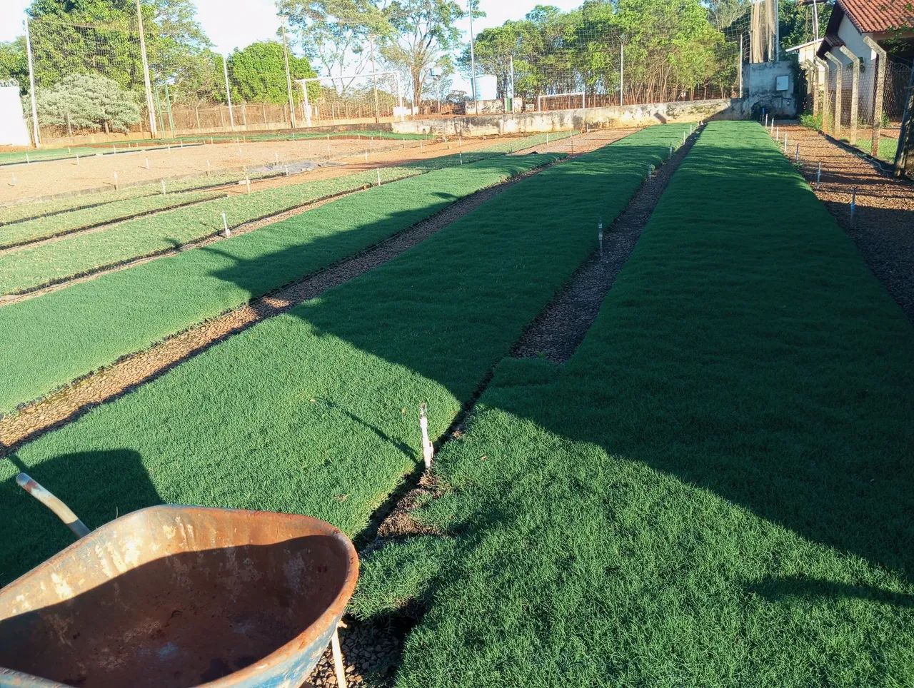 Gramas verdes - Foto 6