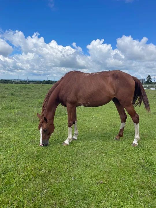 Égua mangalarga com registro. - Foto 3