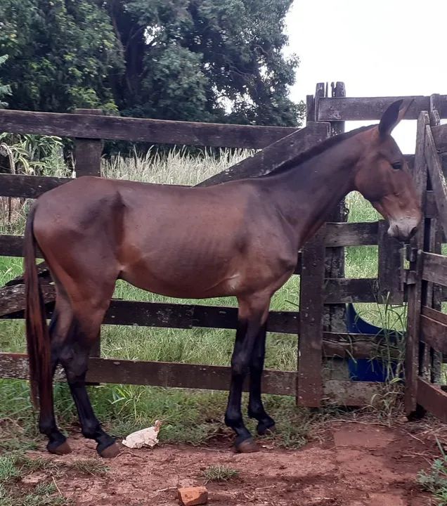 Burrão Chick de Patrão<br>Burro Grande de Patrão - Foto 2