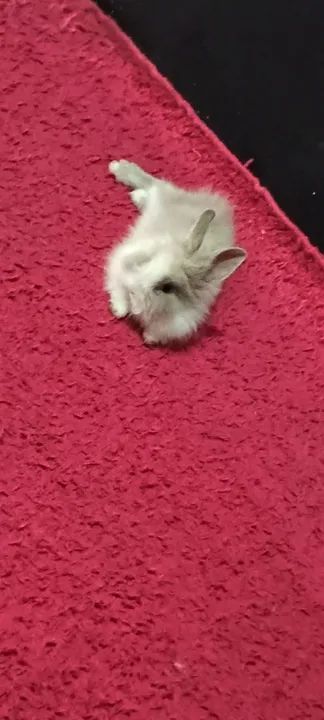 Coelha Mini Lion - Foto 3