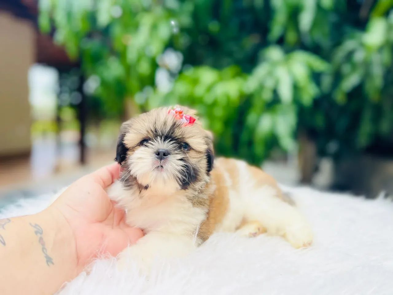 Garanta seu presente shih tzu machinho e fêmea com pedigree  - Foto 6