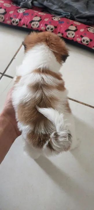 Filhote Shih Tzu linda e carinhosa - Foto 3