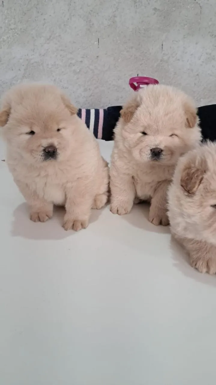 Em busca de um novo companheiro? Filhotes de Chow Chow a sua espera!