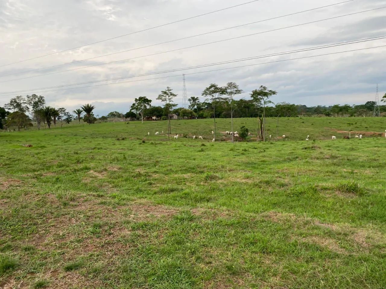 Vende uma terra 50hectares na Br 364  sentido sena madureira na beira do asfalto  - Foto 5