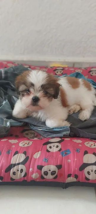 Filhote Shih Tzu linda e carinhosa