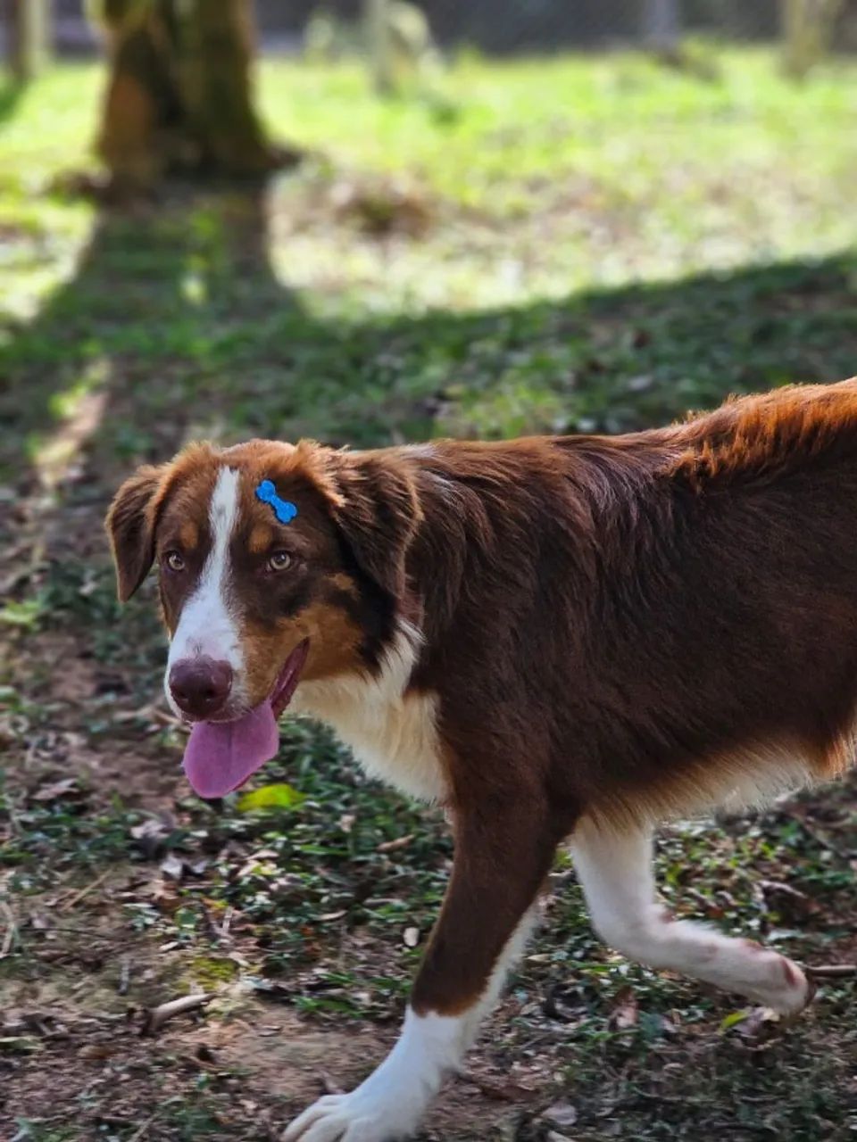 Machos Jovens | Border Collie 