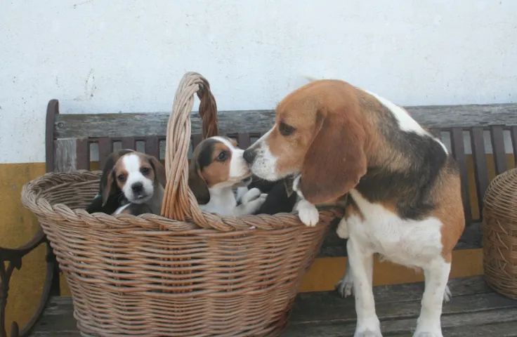 Beagle os mais saudaveis e legetimos pacotinhos de amor  - Foto 3