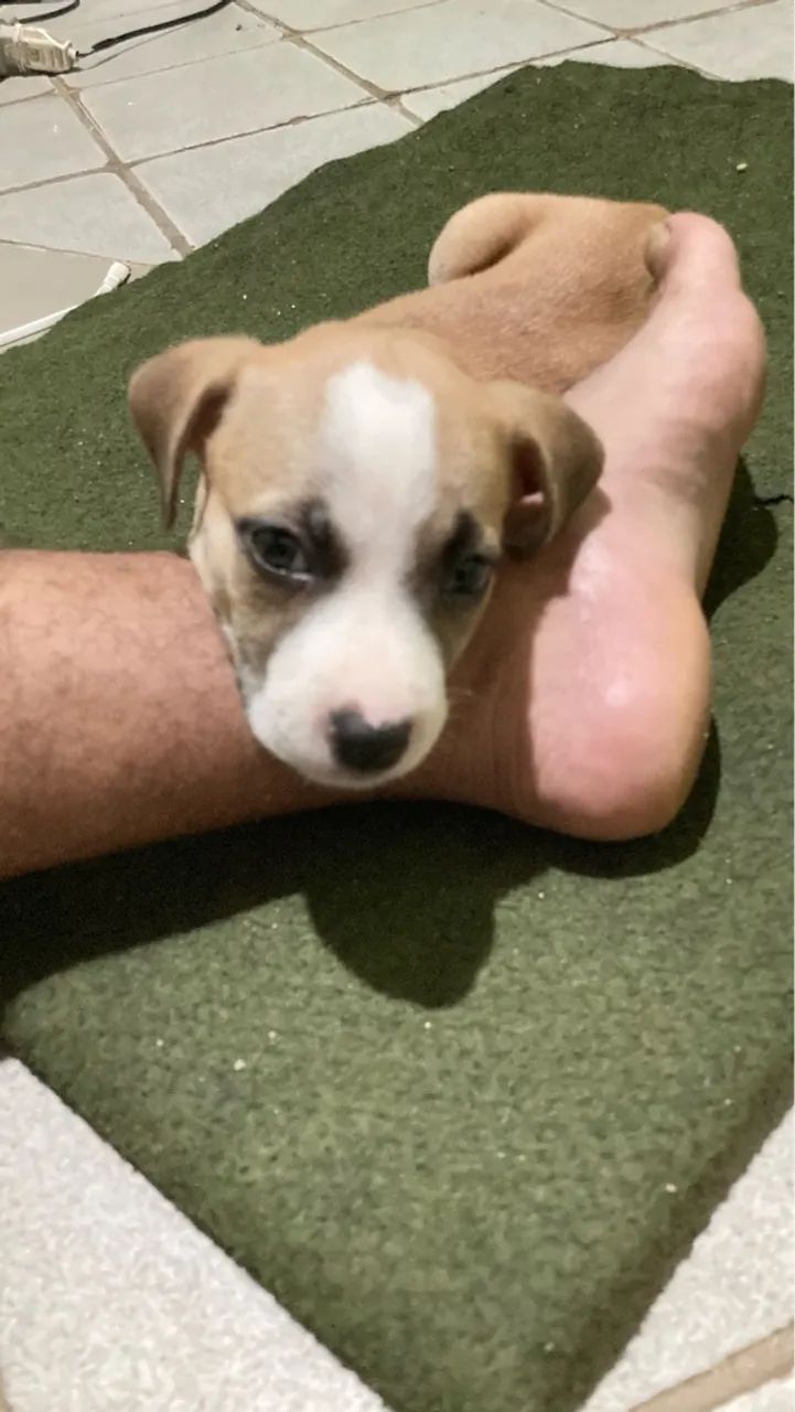 Filhote de Pitbull disponível  - Foto 6