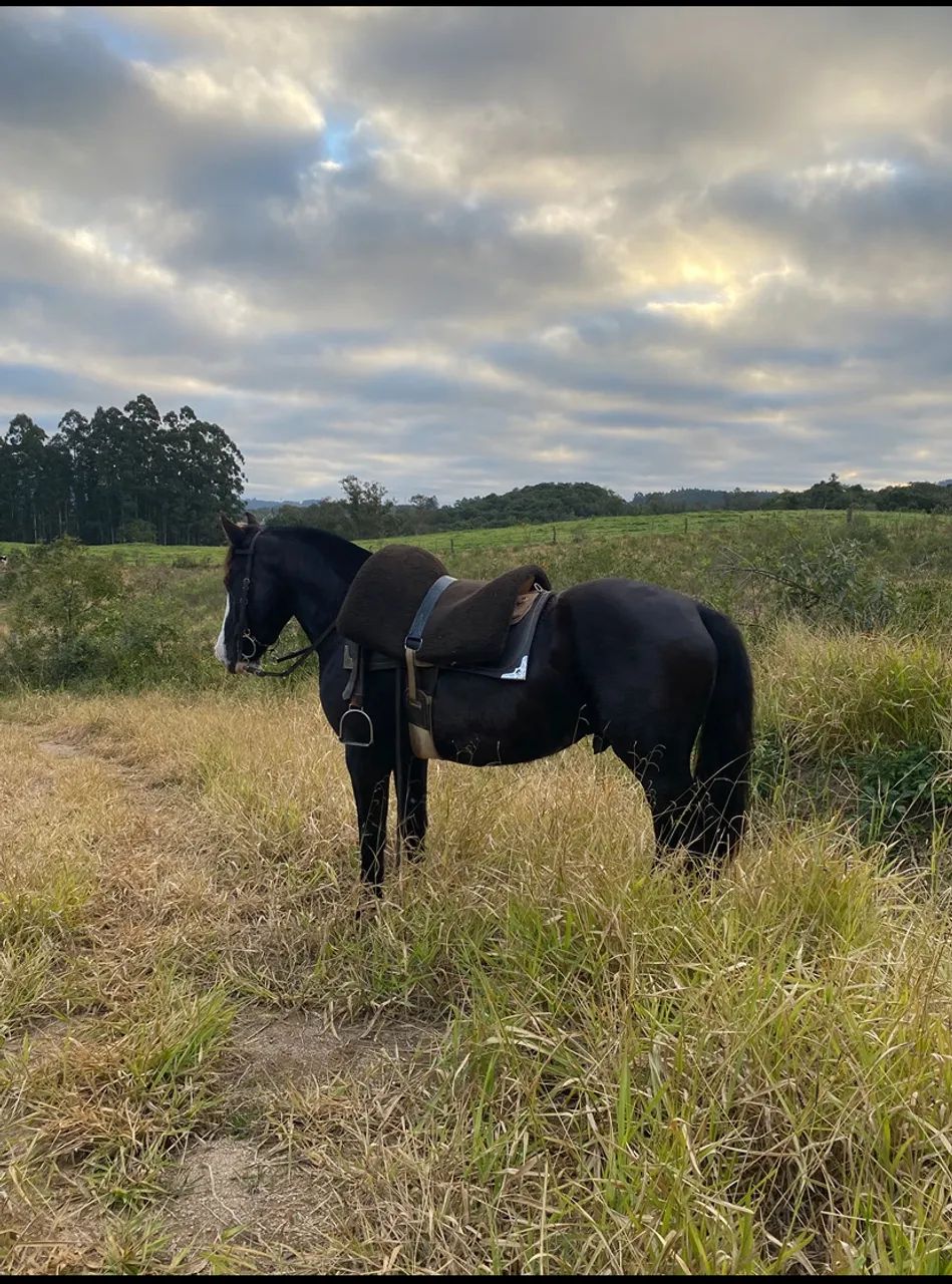 Cavalo picaço 5 anos  - Foto 4