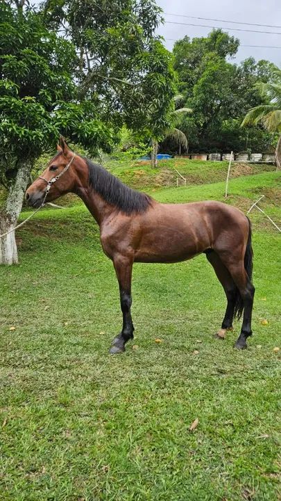 Potro Mangalarga Marchador