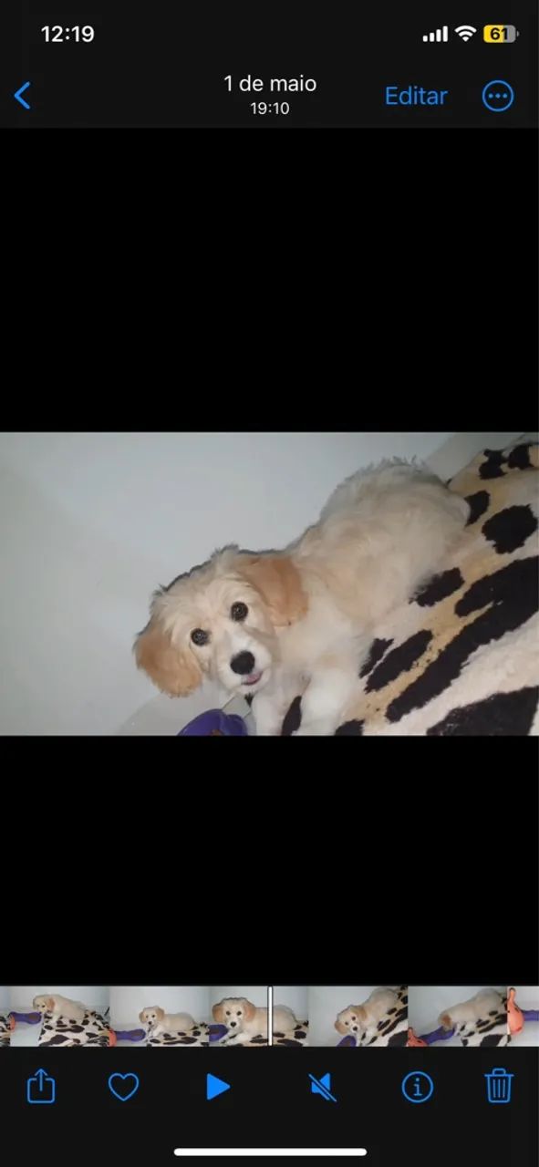 Cavachon vendo - Foto 2
