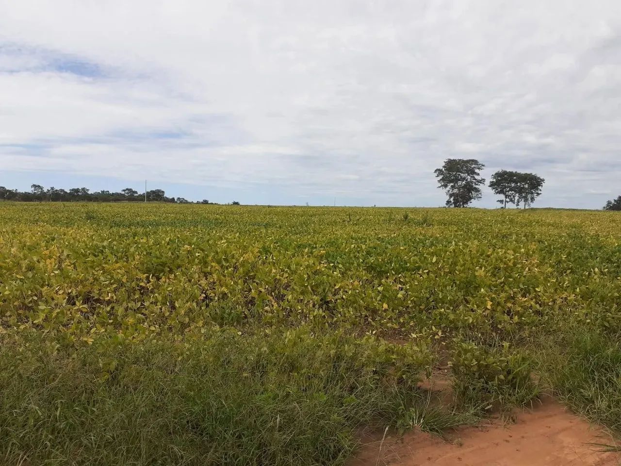 Fazenda em Ribeirão Cascalheira - MT - Foto 3