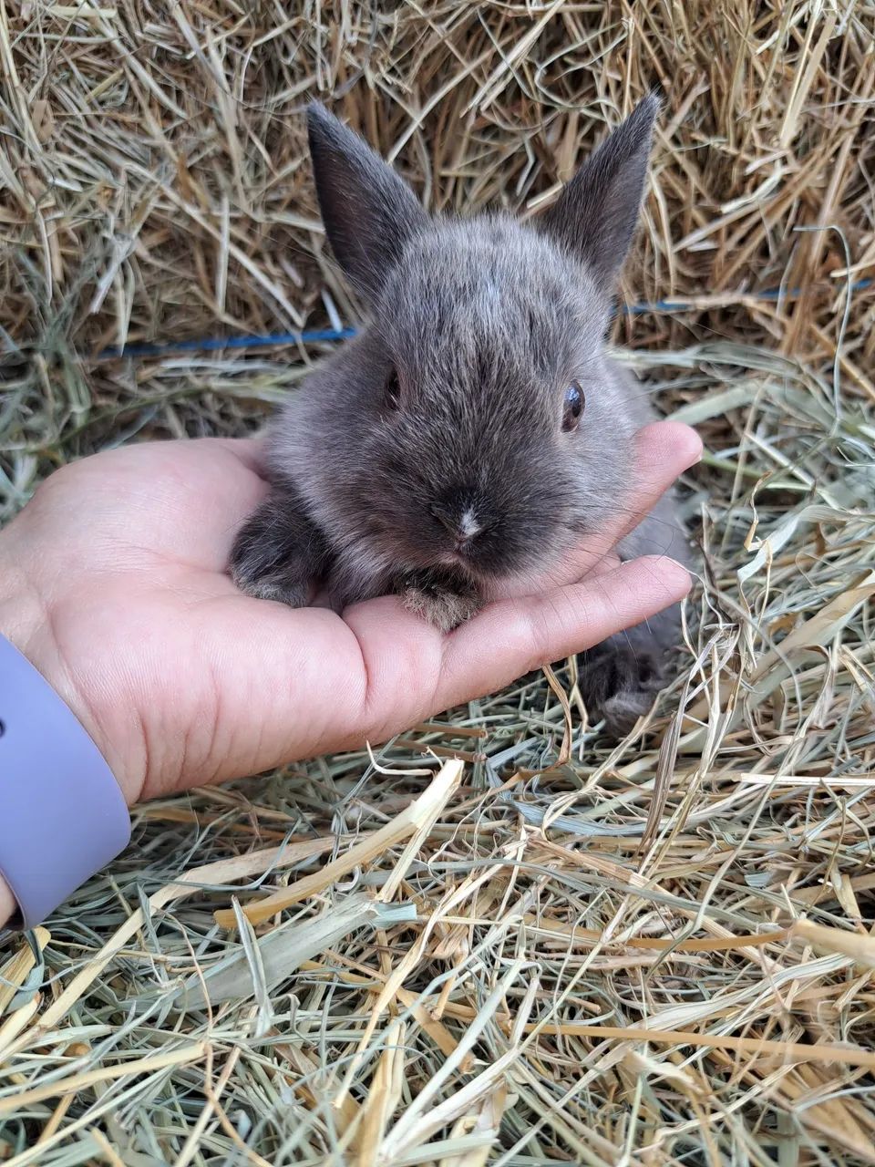 Anão netherland filhotes  - Foto 6