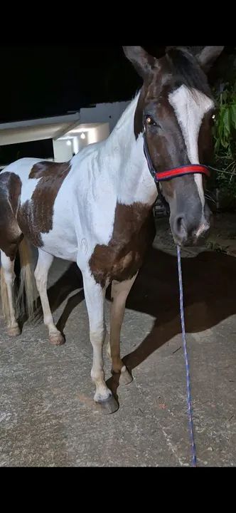 Cavalo pampa de Preto registrado  - Foto 3