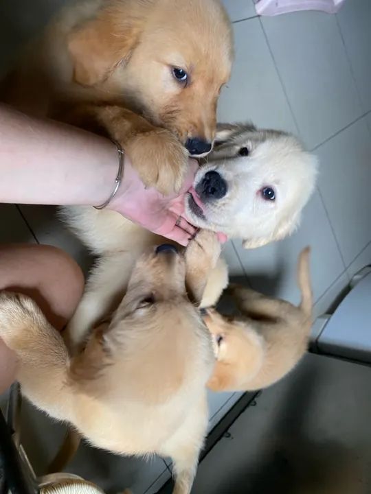 Filhote Golden Retriever - Foto 3