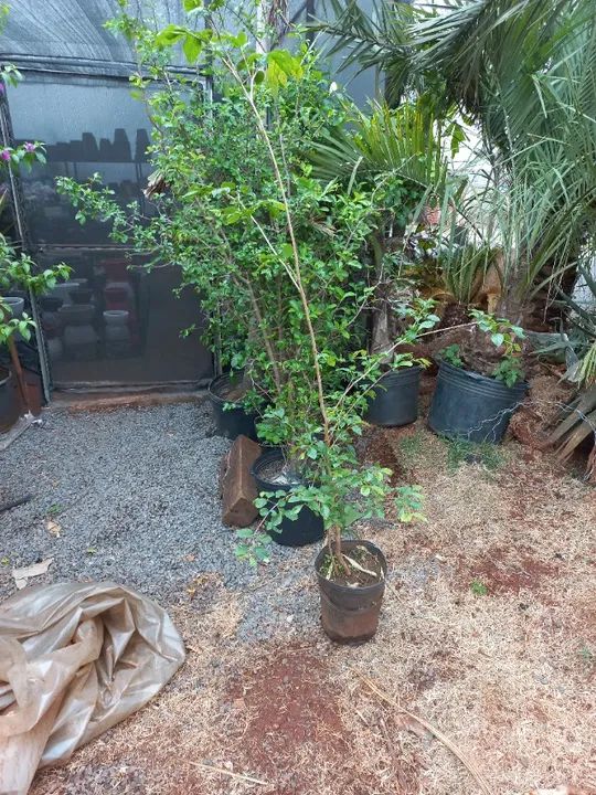 Fênix, cica, gabiroba, acerola, pitanga, nespera( ameixa amarela graúda ) - Foto 4