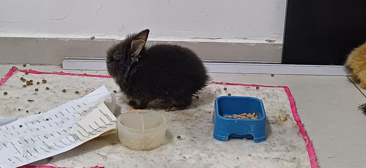 Coelhos fofinhos mine teddy  - Foto 5