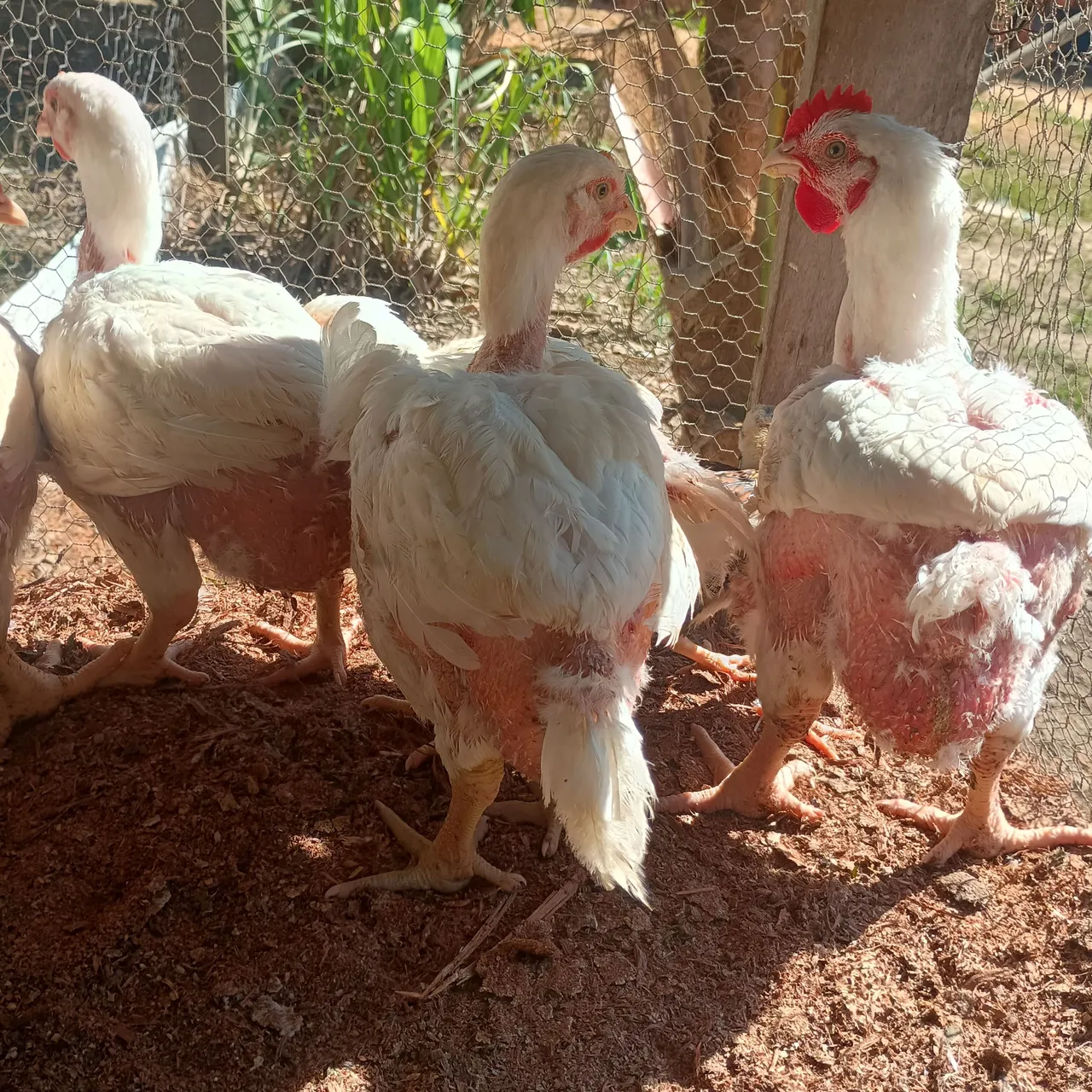 Galinhas de corte