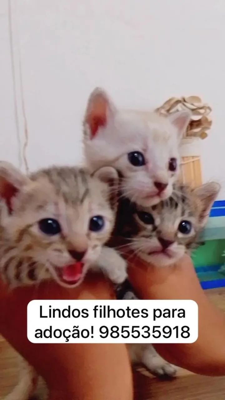 Lindos filhotes para adoção!