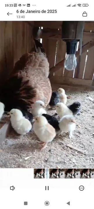 Vendo Galinhas, galos e pintinhos brahma - Foto 3