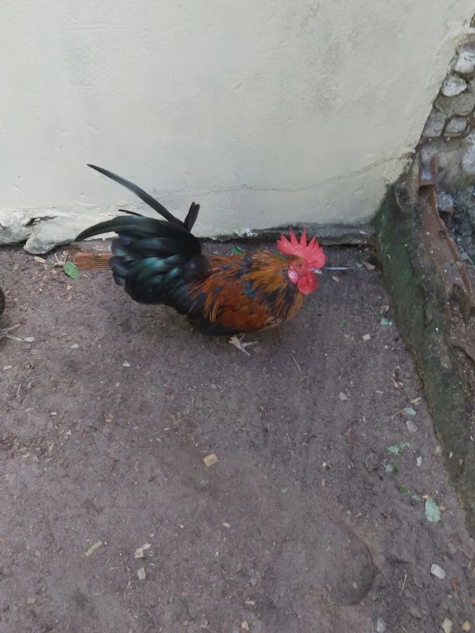 Três galinhas garnizer para venda - Foto 2