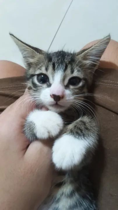 Gatinho preto e branco disponível para adoção - Foto 2