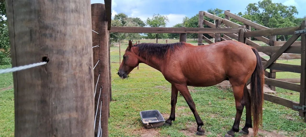 Cavalo Quarto de Milha  - Foto 5