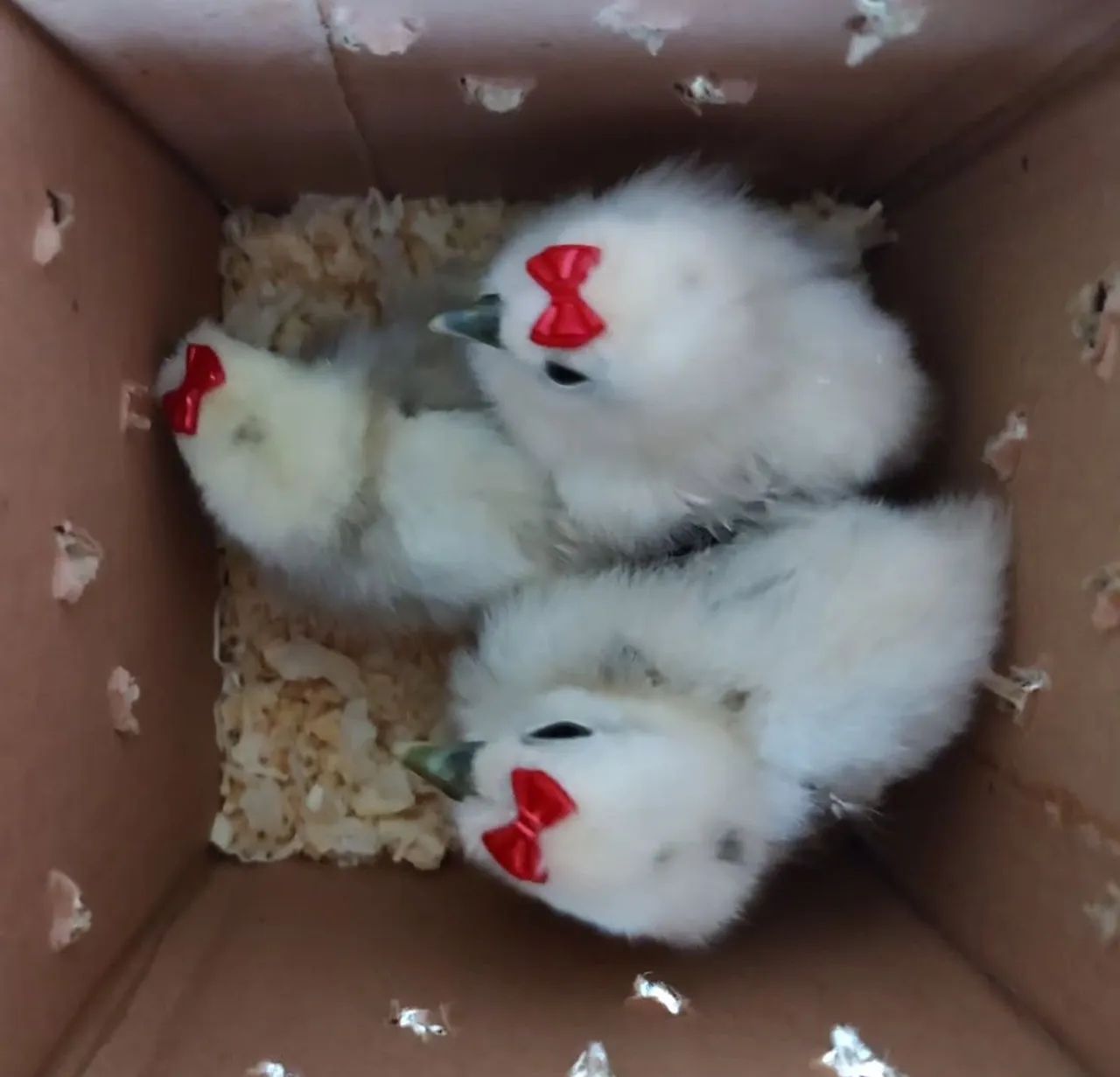 Pintinho de Galinha Sedosa - Foto 2