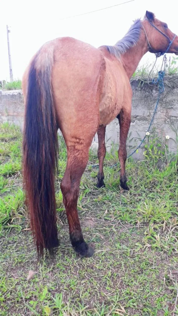 Égua quarto de milha