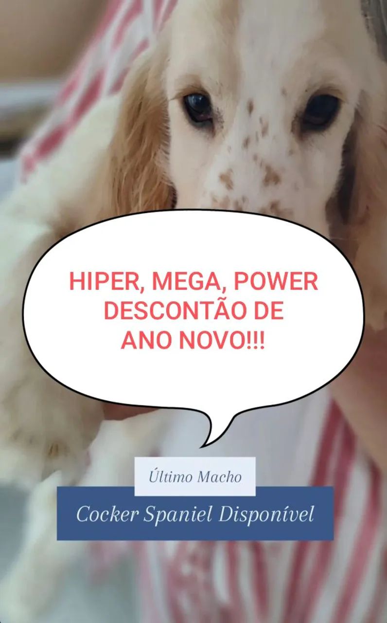 Cocker Spanil Inglês 